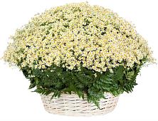 Цветочная композиция из Ромашки в корзине #REPLACE_PRED# Вырубово
